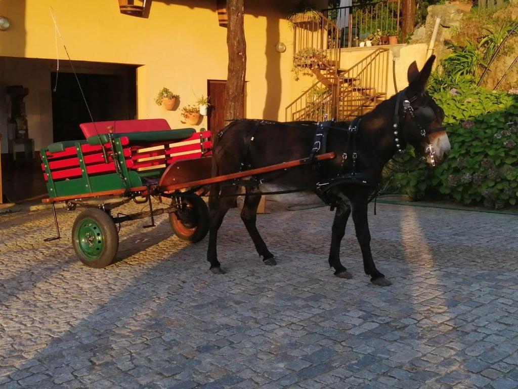 Quinta De Carcavelos Agroturismo E Enoturismo Celorico De Basto Exteriér fotografie