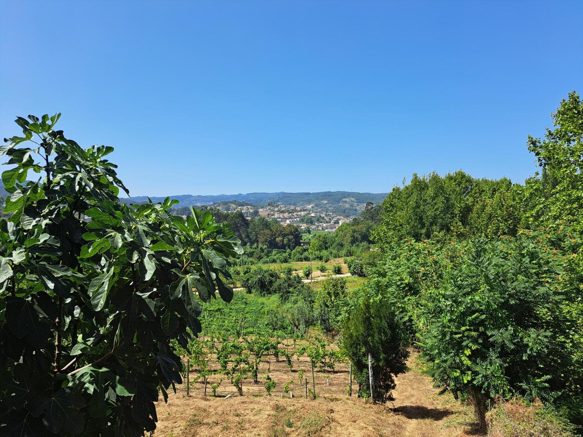 Quinta De Carcavelos Agroturismo E Enoturismo Celorico De Basto Exteriér fotografie